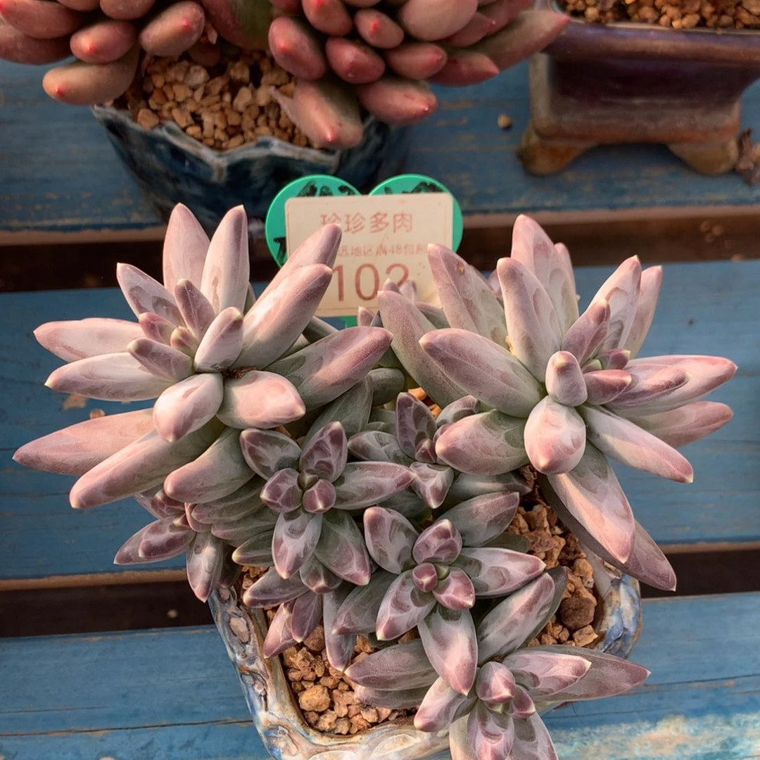 胖体凤羽无砍一物一拍102