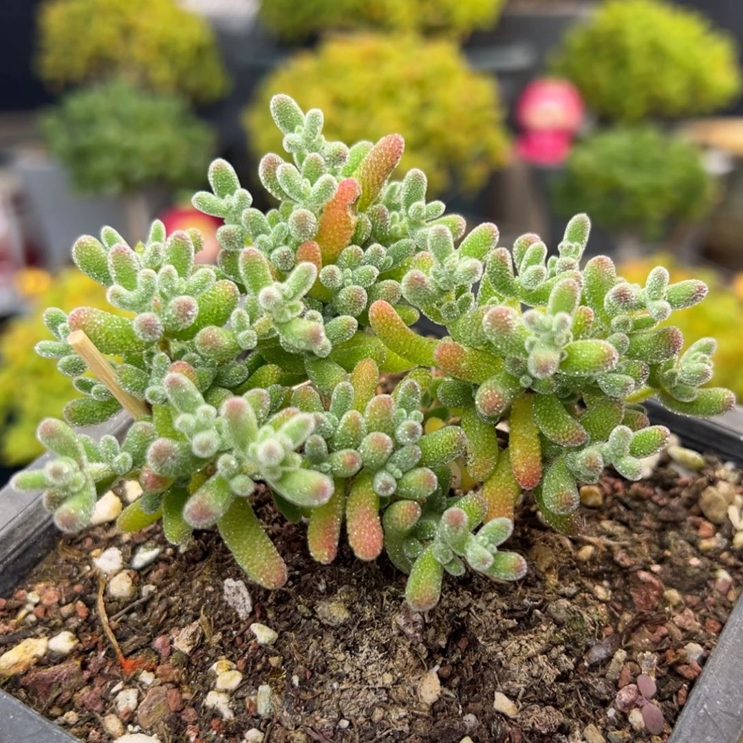 dy6987彩色冰晶冠幅7cm