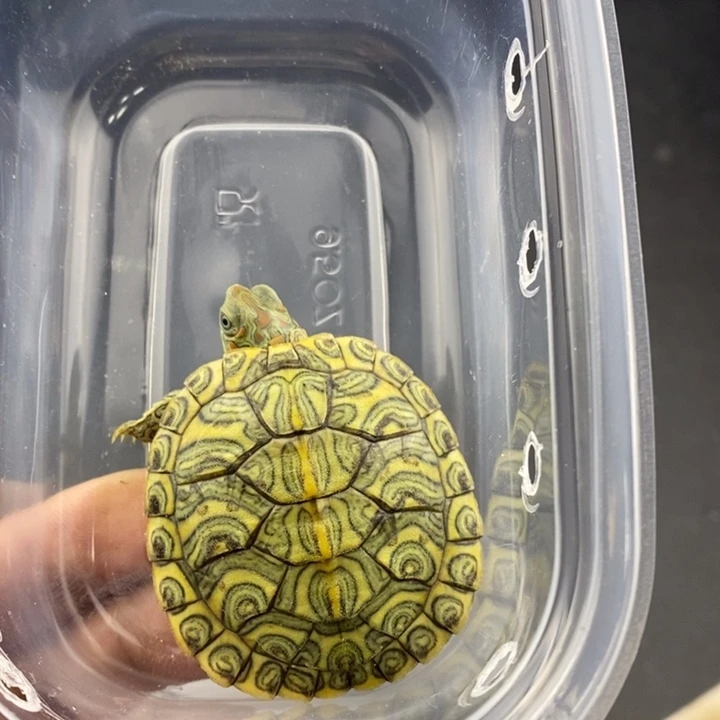 巴西彩龟母6666666