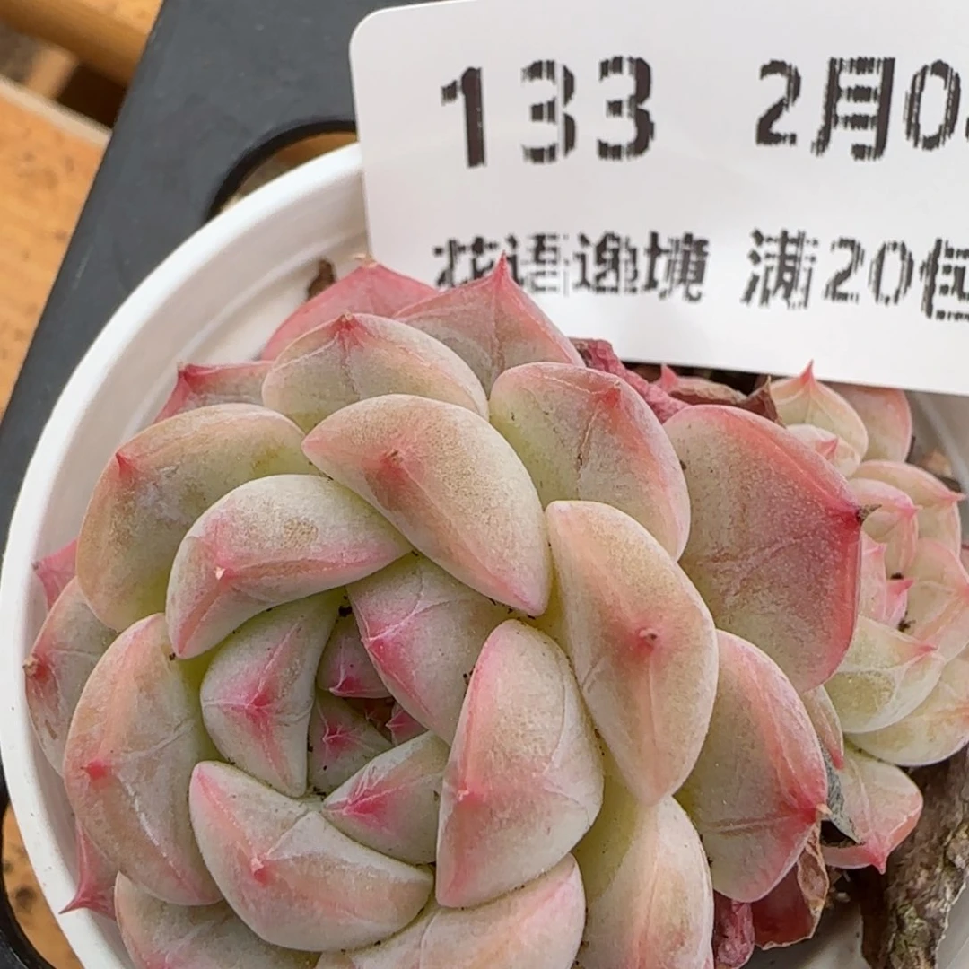 花语逸镜0208-133