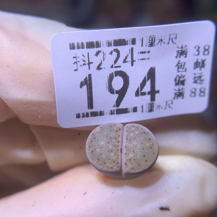精品生石花224.194
