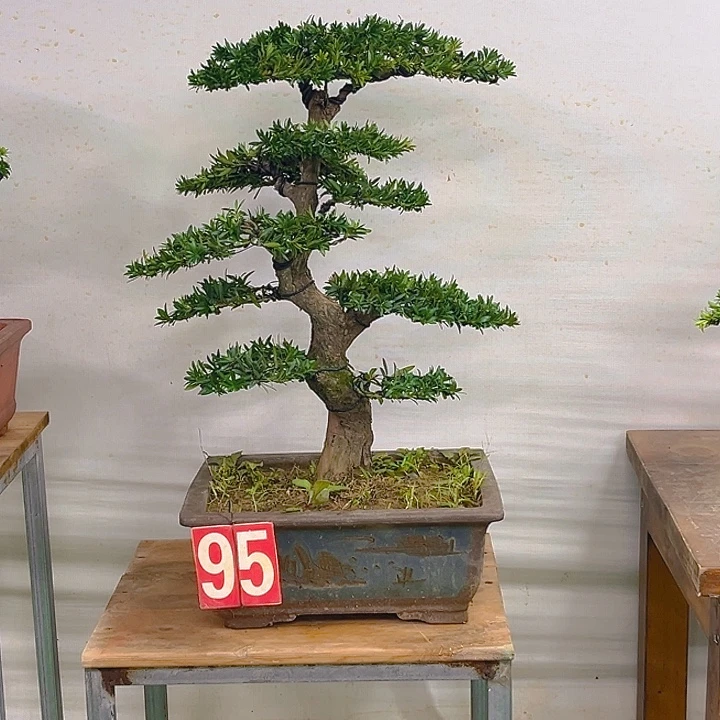 不开花植物95罗汉松