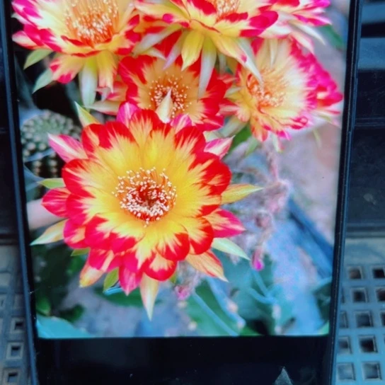 下35丽花98歪无根侧芽2一3公分左右20包邮