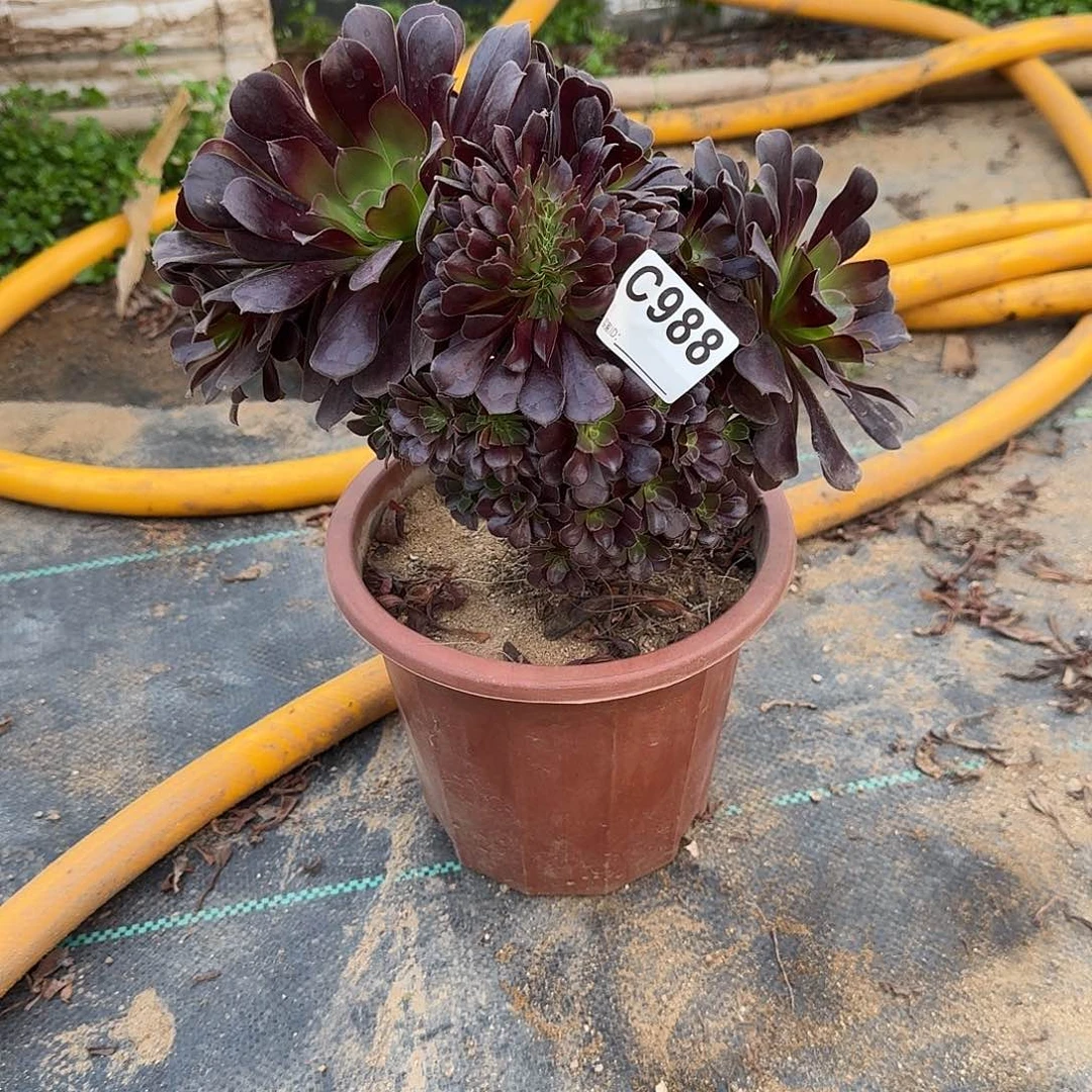 988欧紫一颗满28包邮