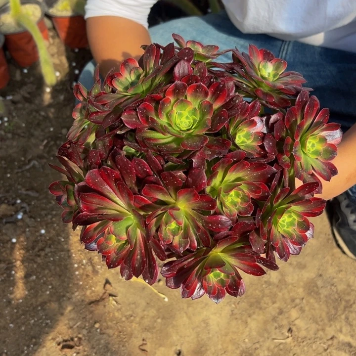 18.8安娜一棵包邮