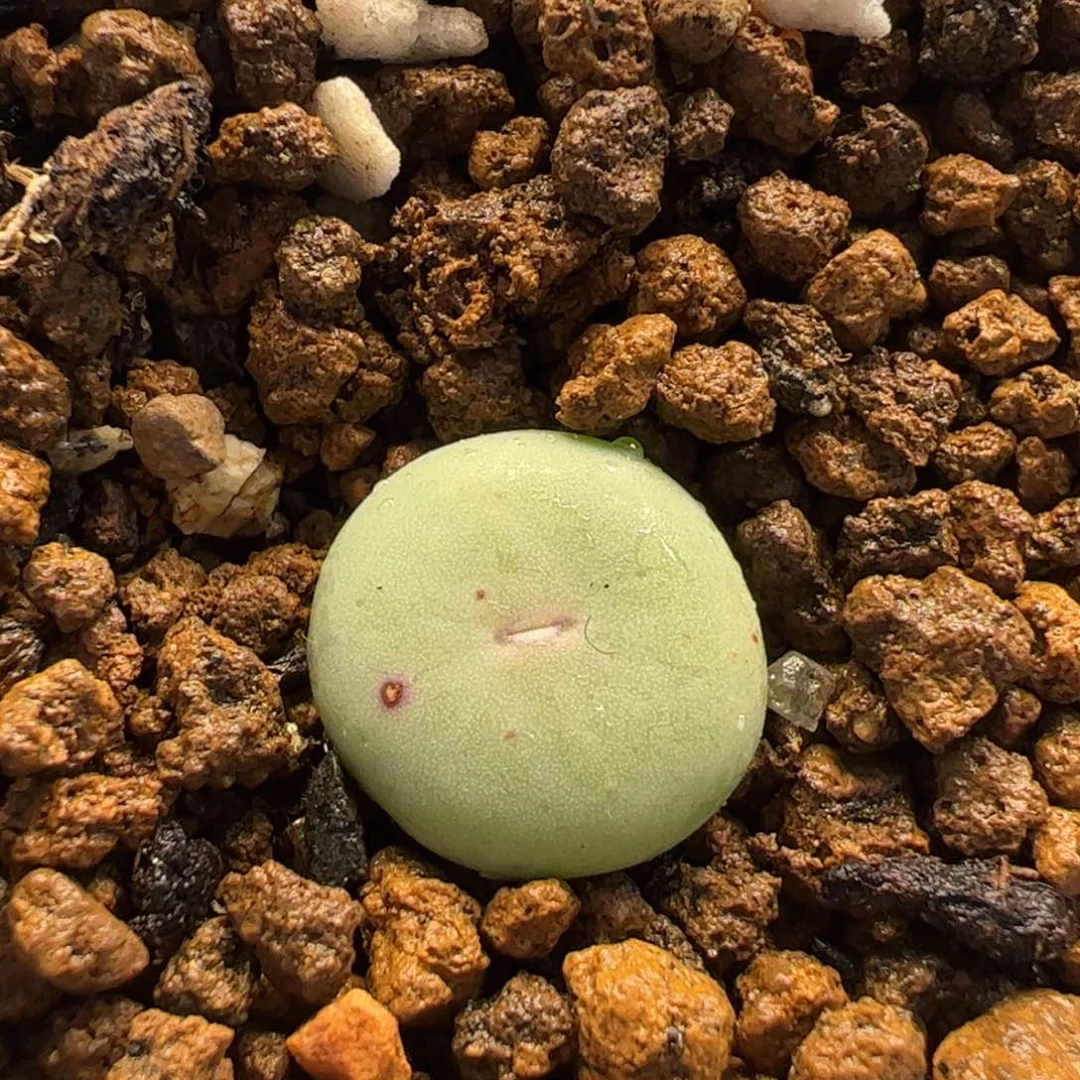 052多肉植物百科