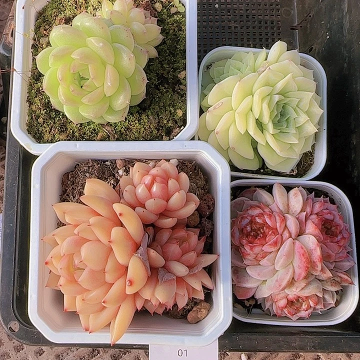 花时光精品多肉01