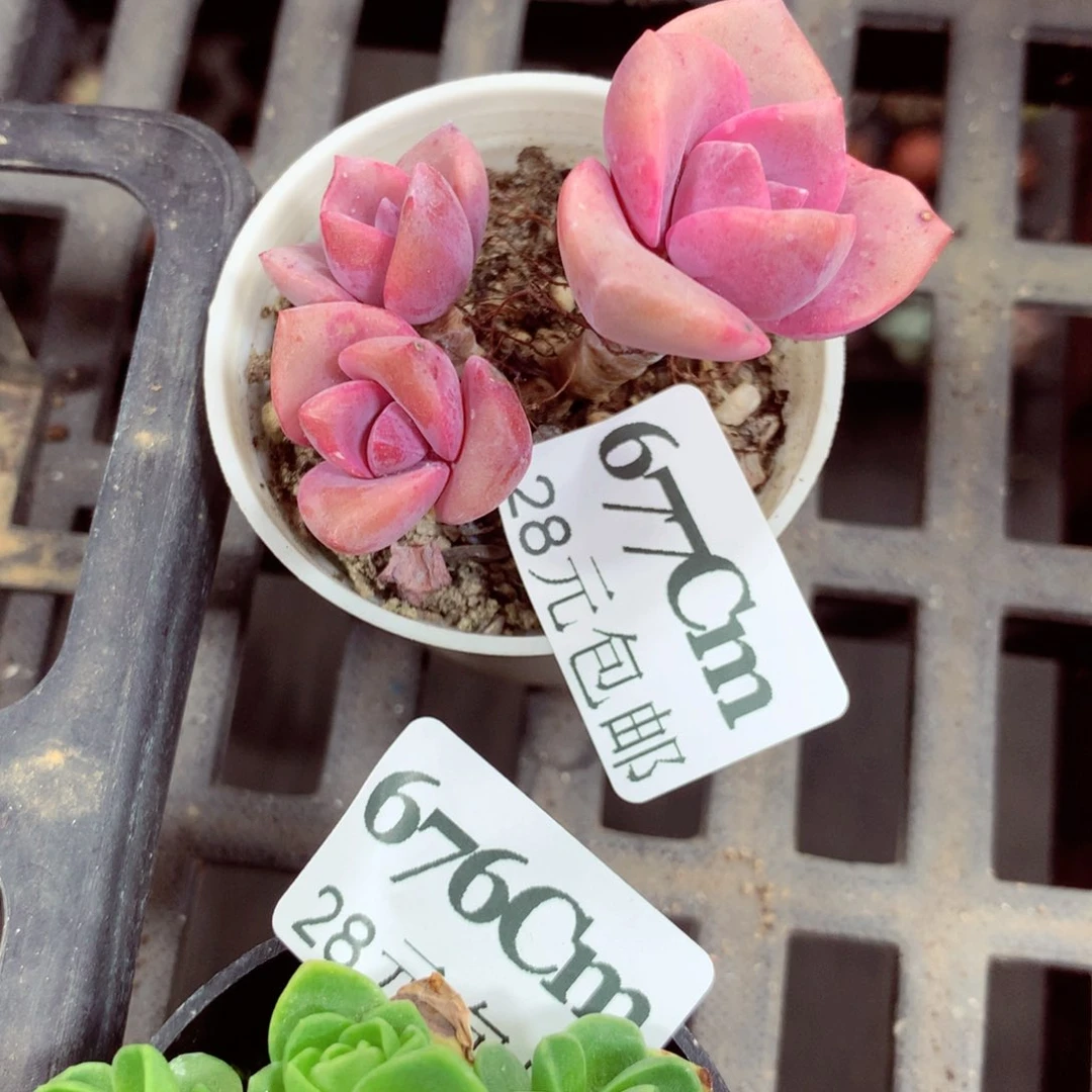 5厘米盆精控多肉677