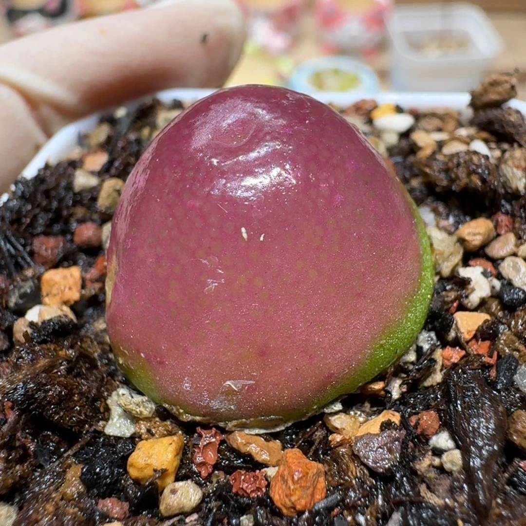 ****i0630-34肉锥肉锥肉锥