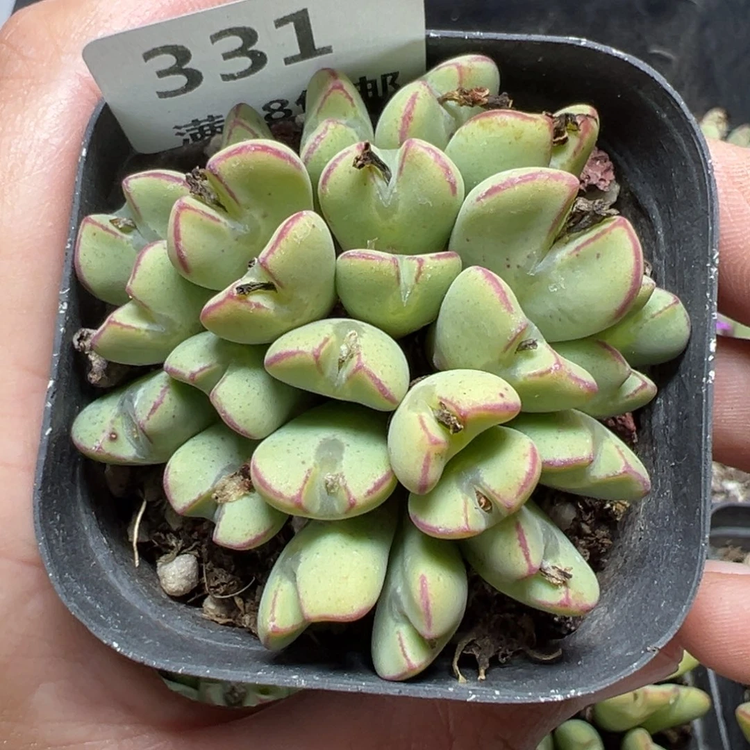 【闪购商品】331……