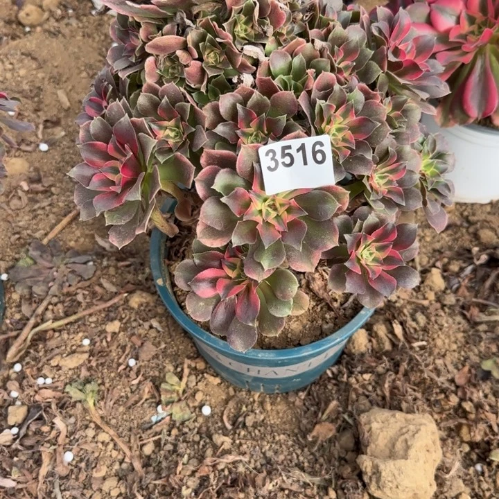 3516 清棚处理不包断枝