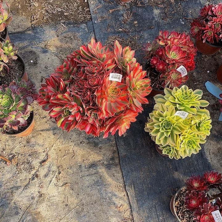 464多肉植物的生长