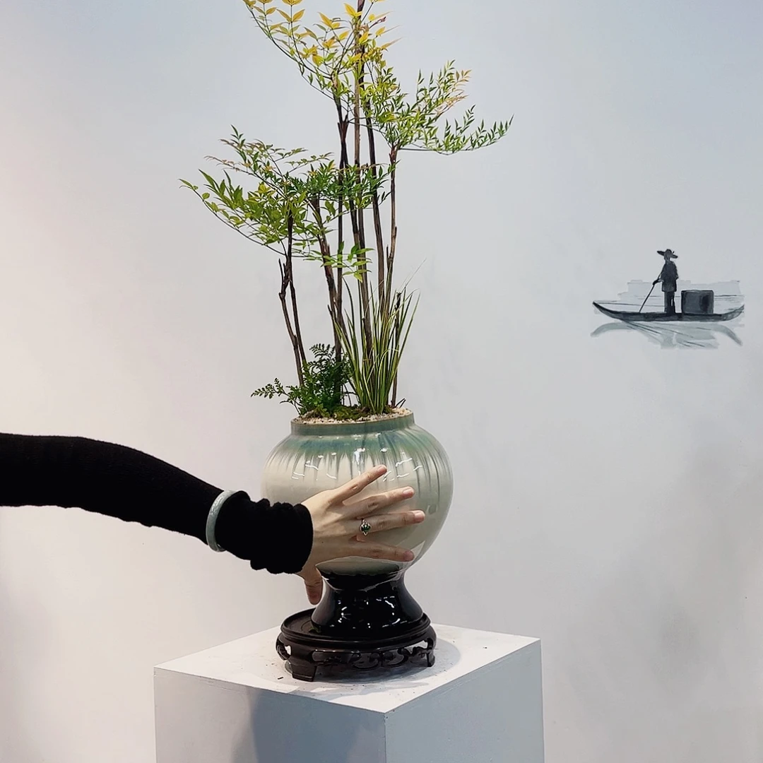 高端绿植一物一拍