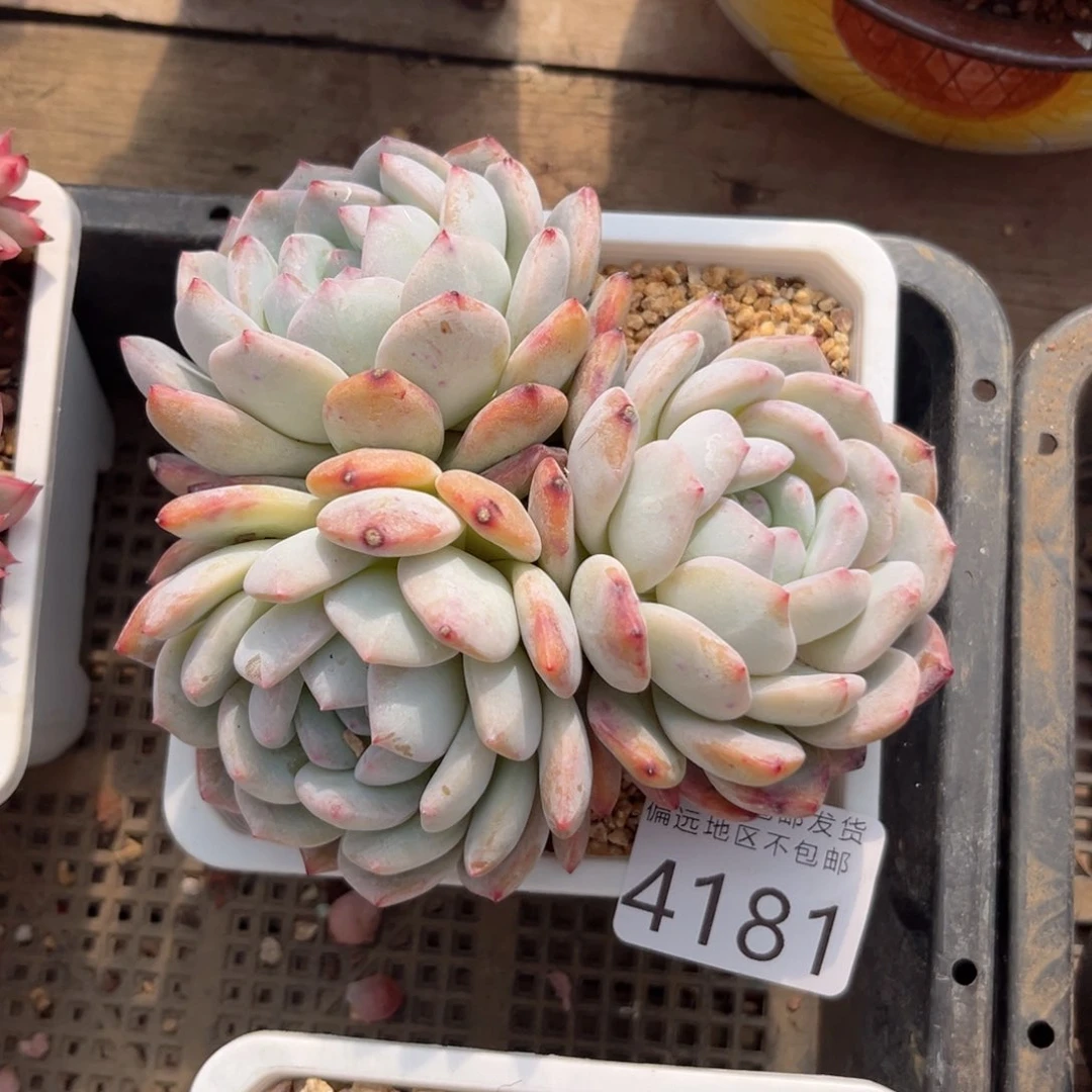 人****见大4181）c b b n m k l l