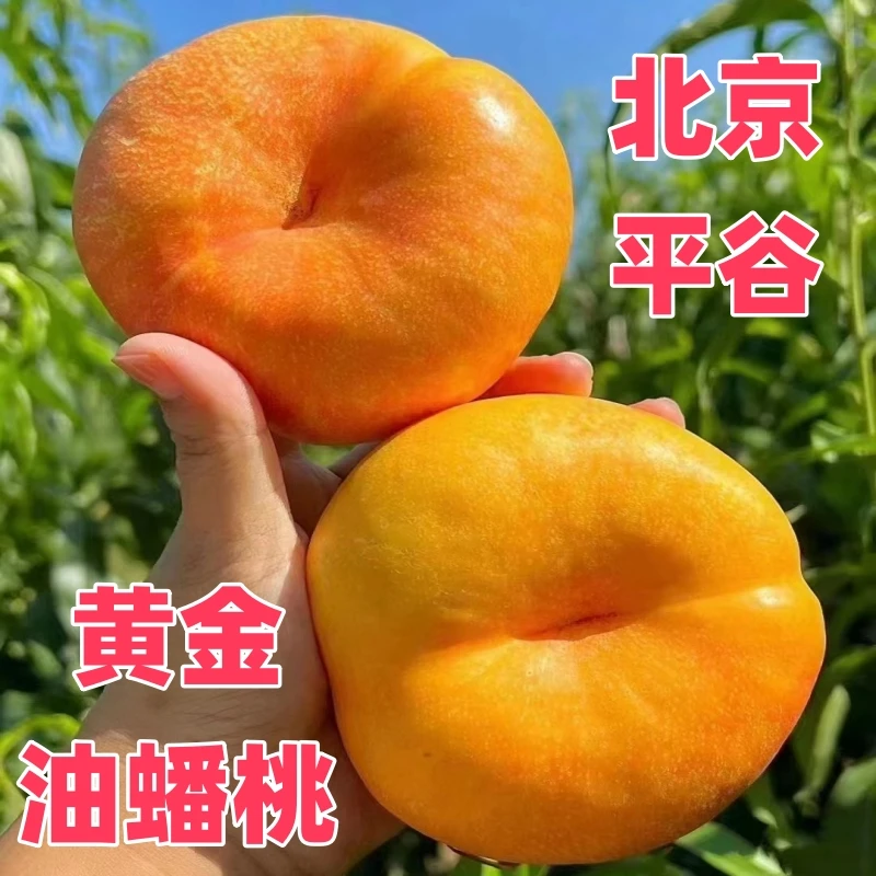 桃权正宗北京平谷黄油蟠桃彩虹黄金油蟠桃黄肉油蟠桃扁桃新鲜水果