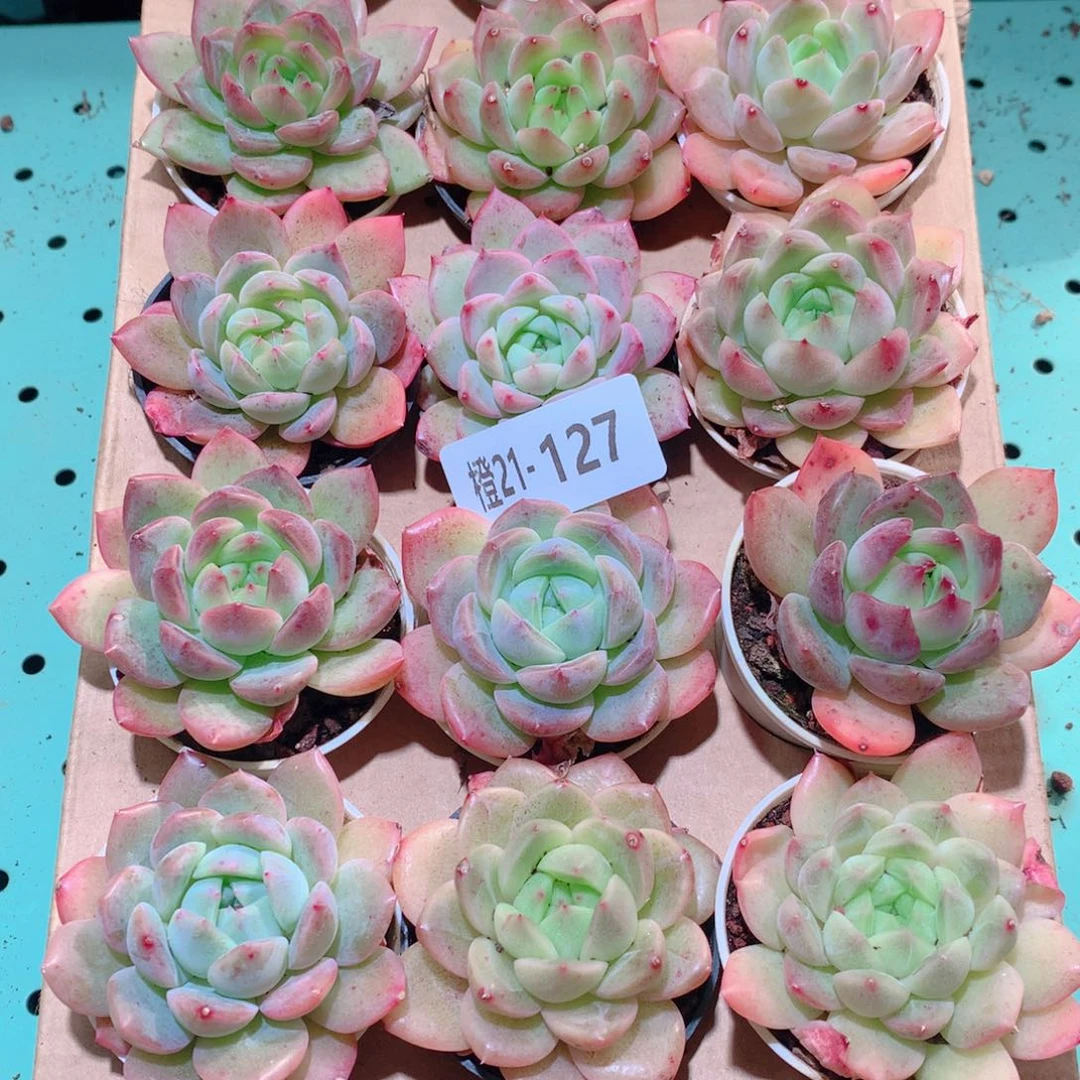 21-127一物一拍多肉带盆18颗