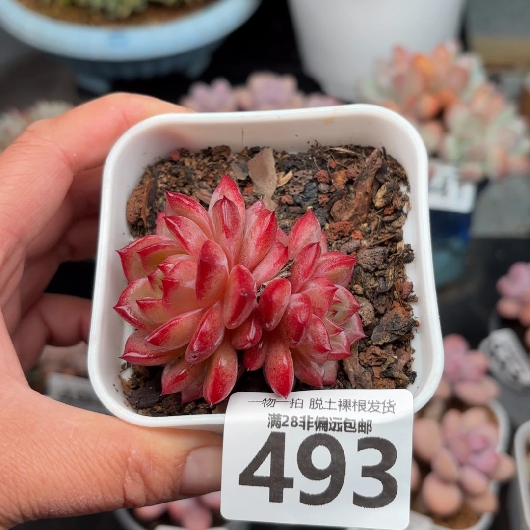 黑武士无盆土发货