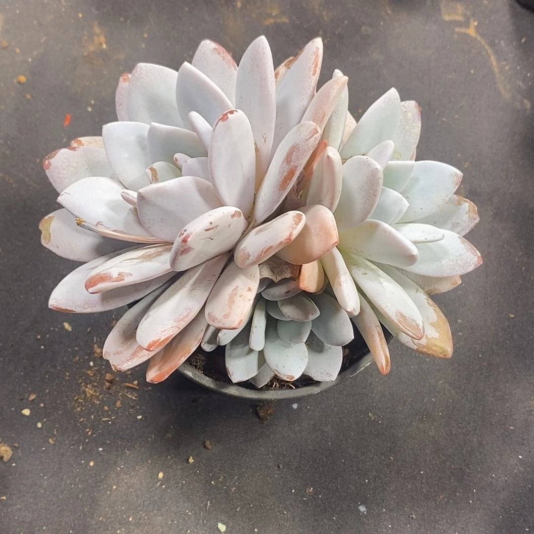 用***9酸奶多肉 雪莲群生