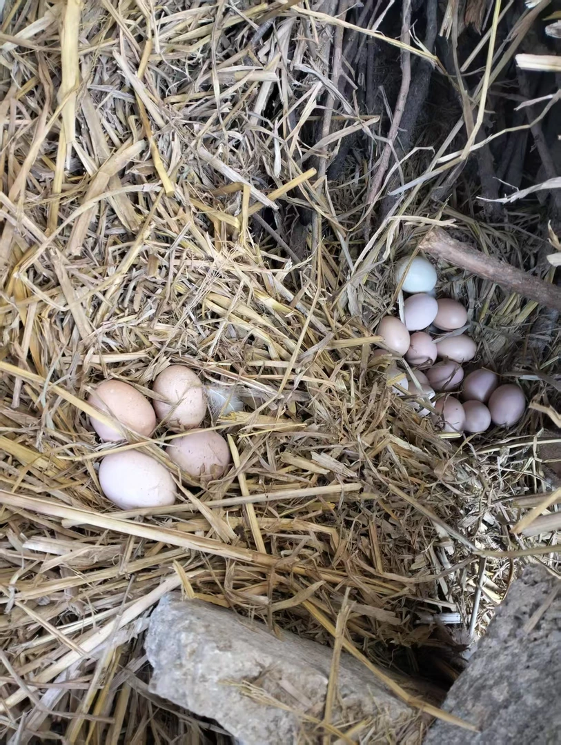 江西上饶玉山本地农家散养土鸡蛋新鲜营养蛋香浓郁老少皆宜