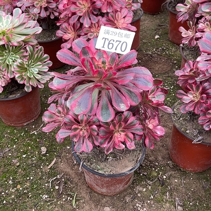 670香奈儿多肉植物