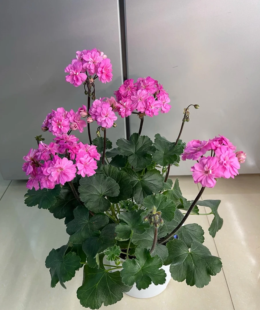 益达天竺葵～兽系