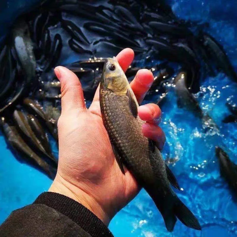 超大正宗青鱼鲜活水产鱼螺丝青可食用鱼