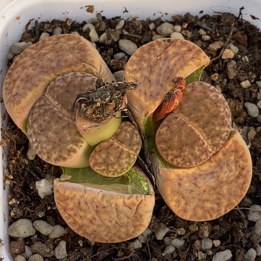 0465 三头柘榴玉带盆土