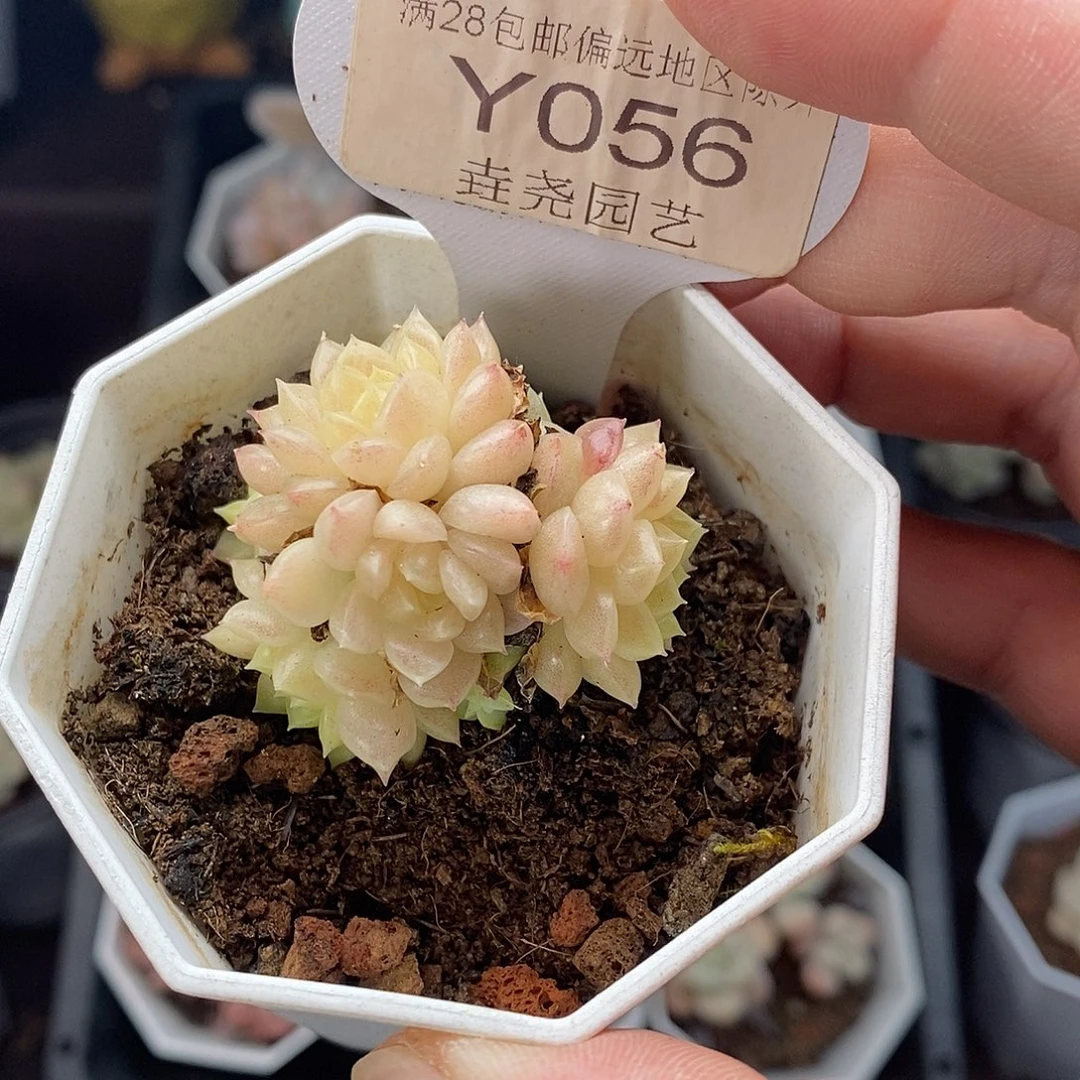 0056 麦秆群 4cm