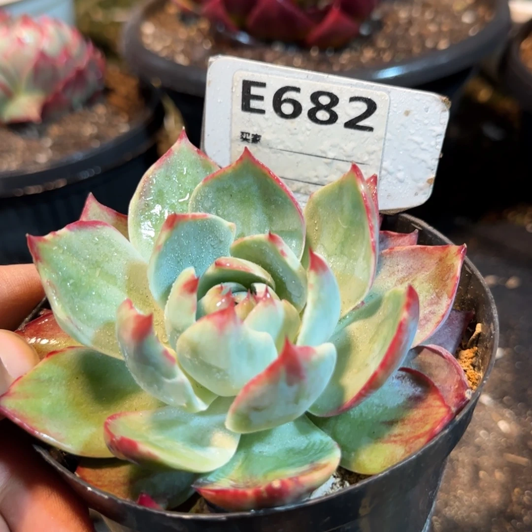 惊鸿一物一拍包装收缩花旱冰682