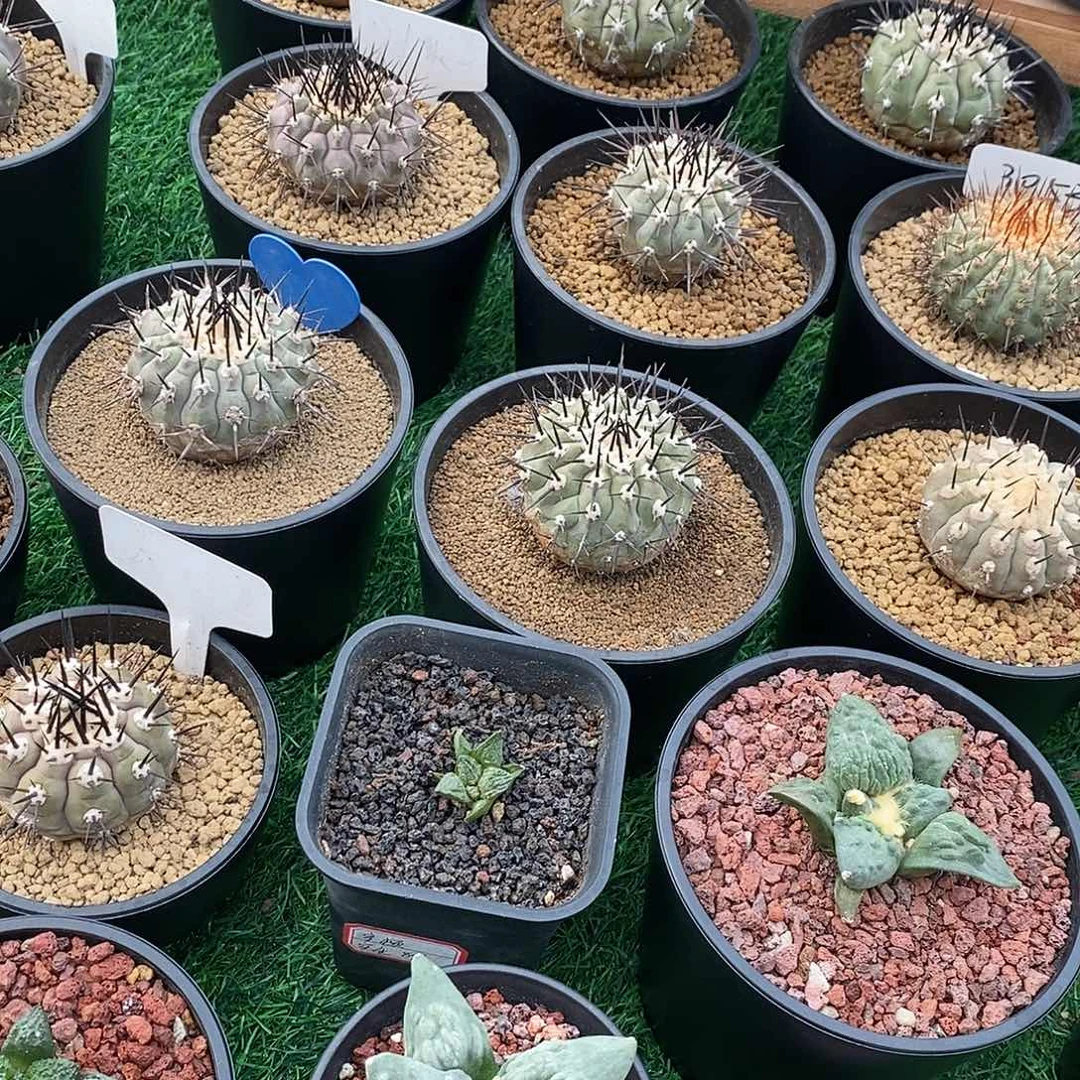 花友专拍实生辛顿