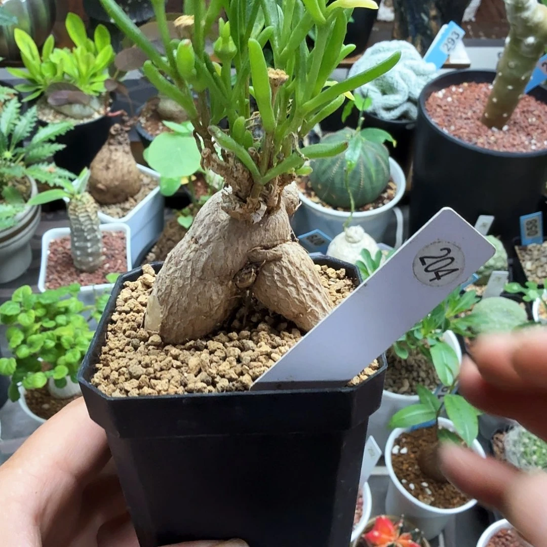 冰花204仙人球块根植物