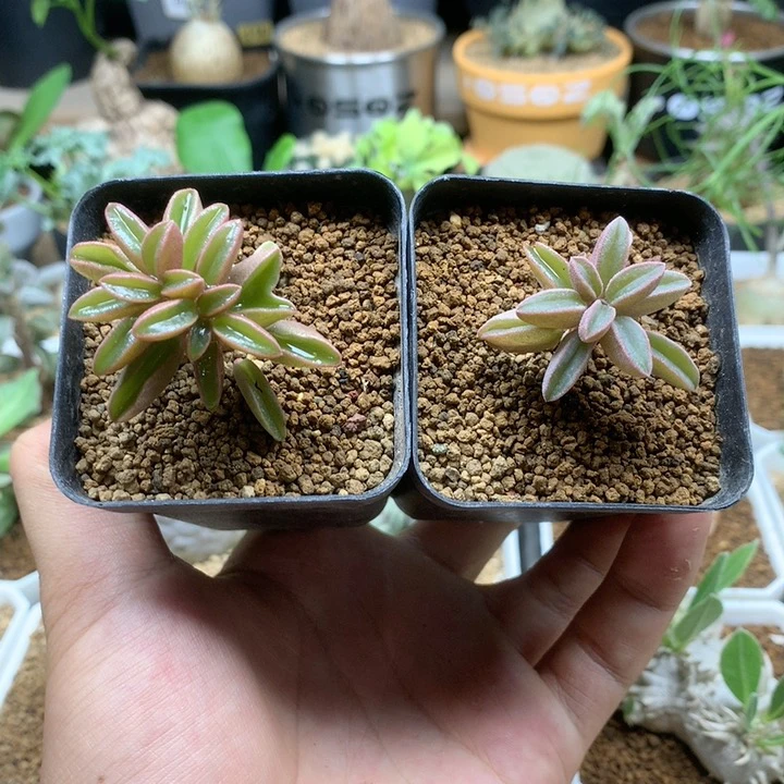 粉背椒草脱土不包掉叶子