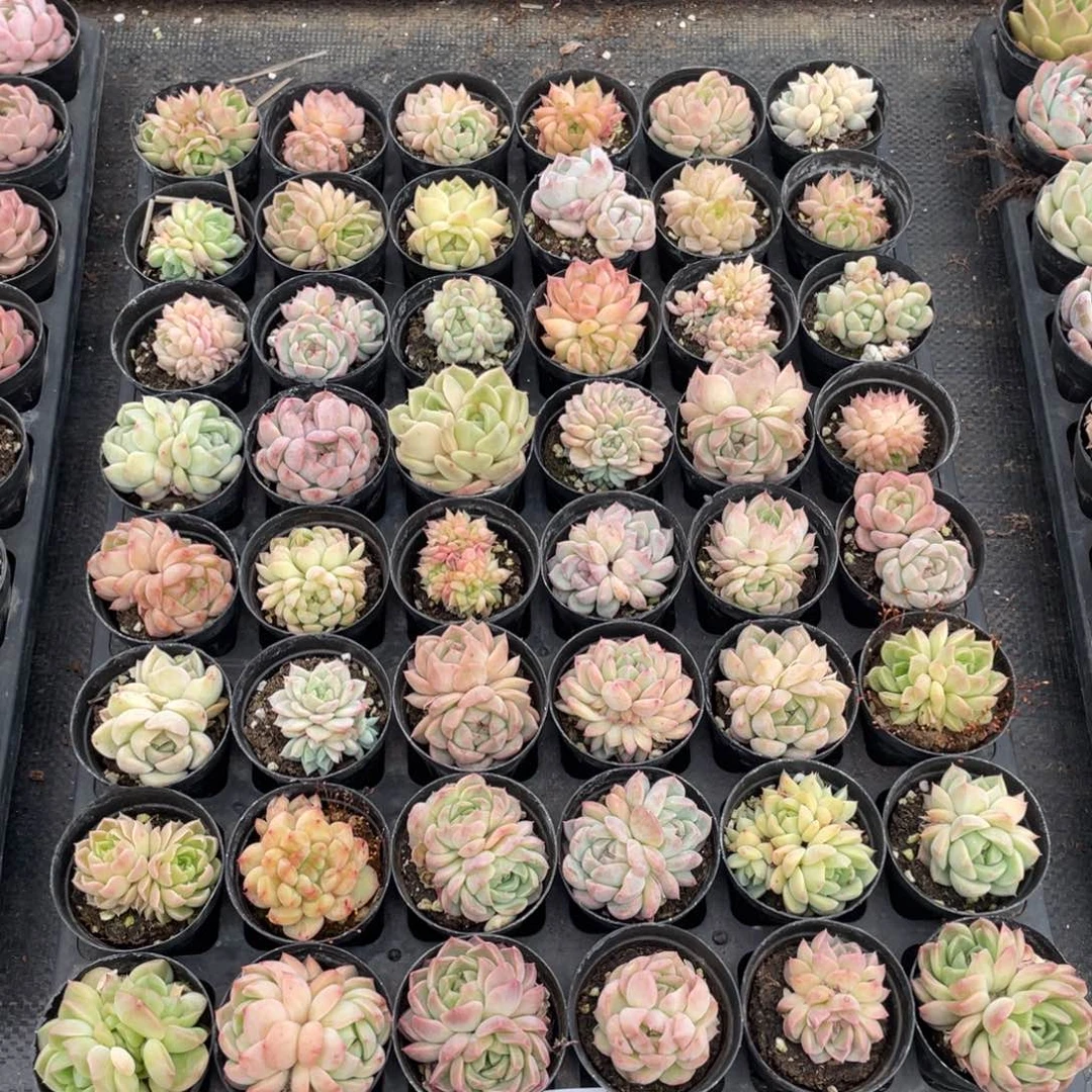 柒一物一拍48颗17-160