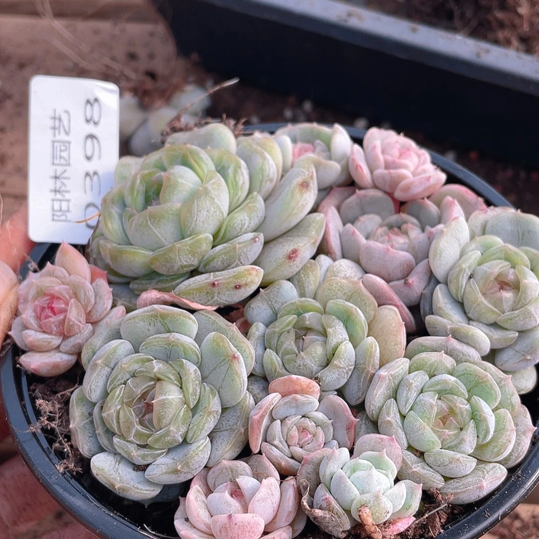 多肉植物多肉植物398