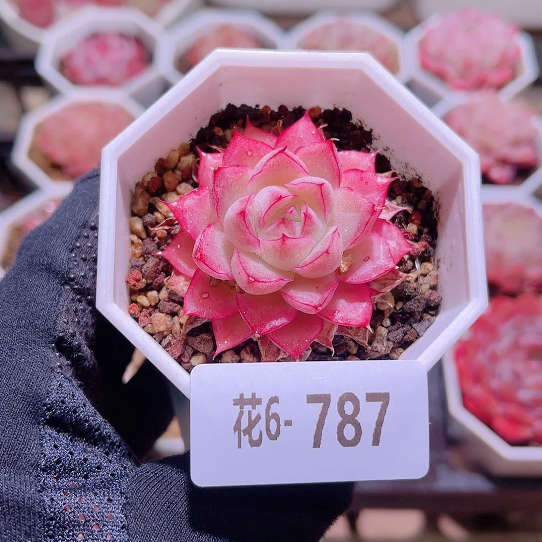 花利美6-787女王