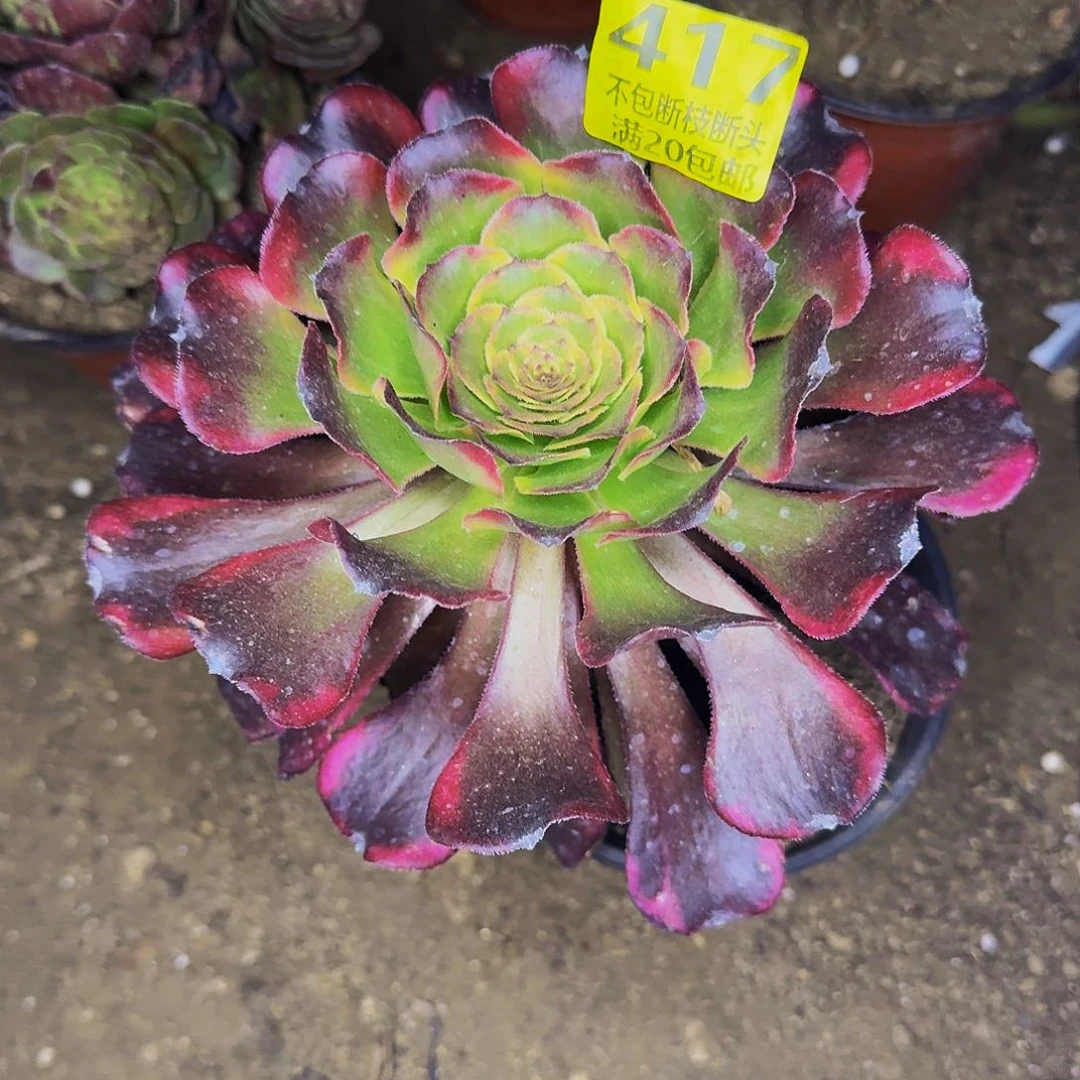 417舞天姬多肉法师的