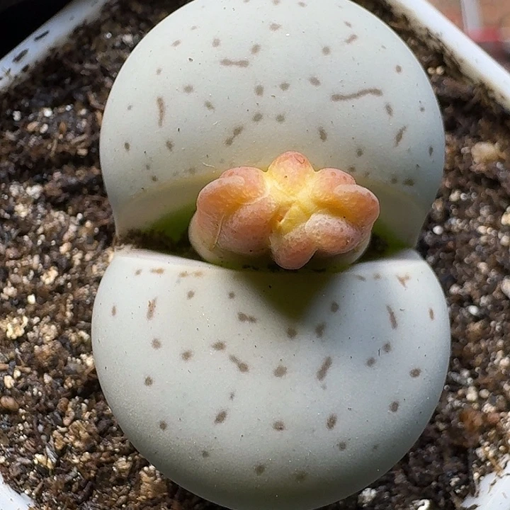 生石花111111。 355