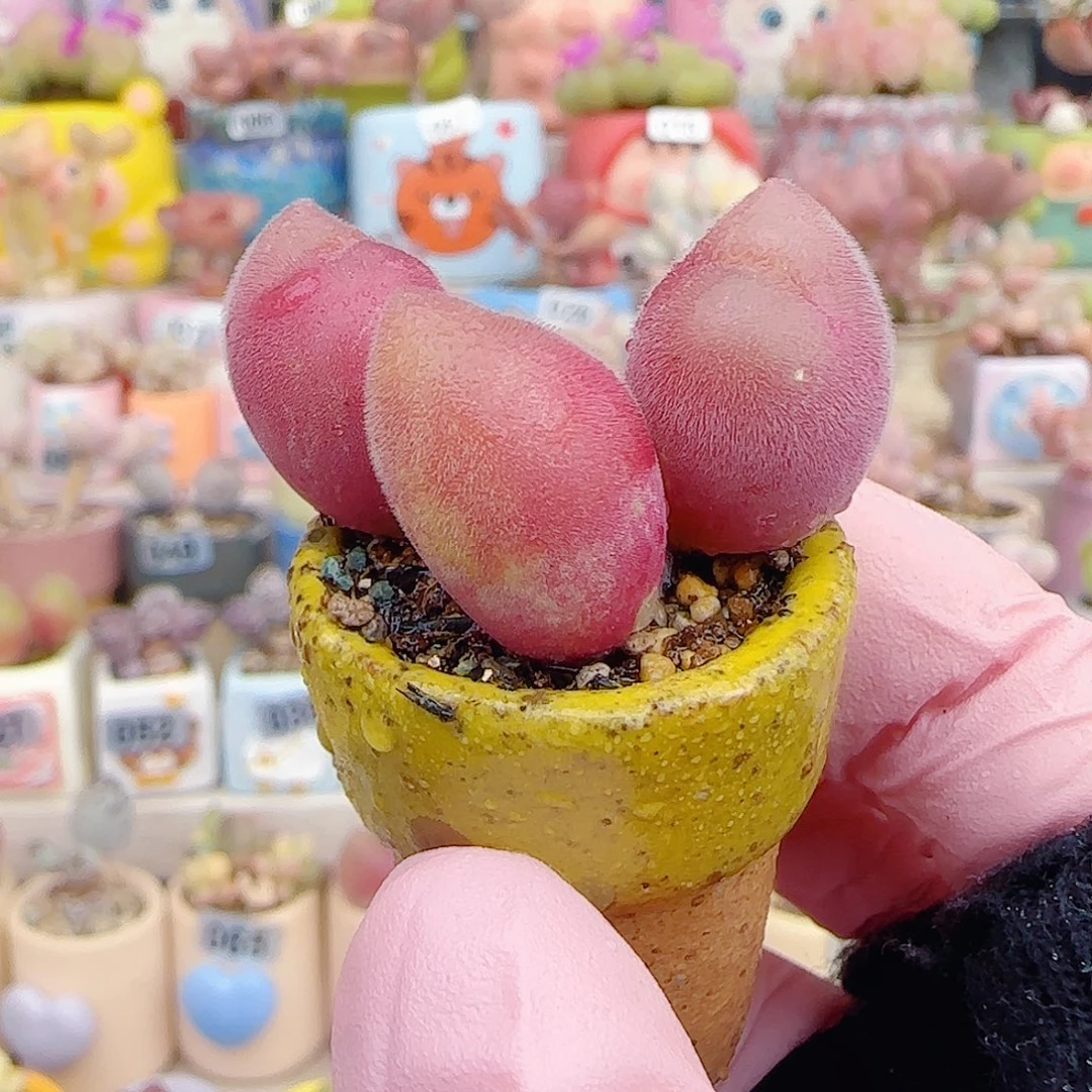 L粉红蟹钳 盆口2.5cm