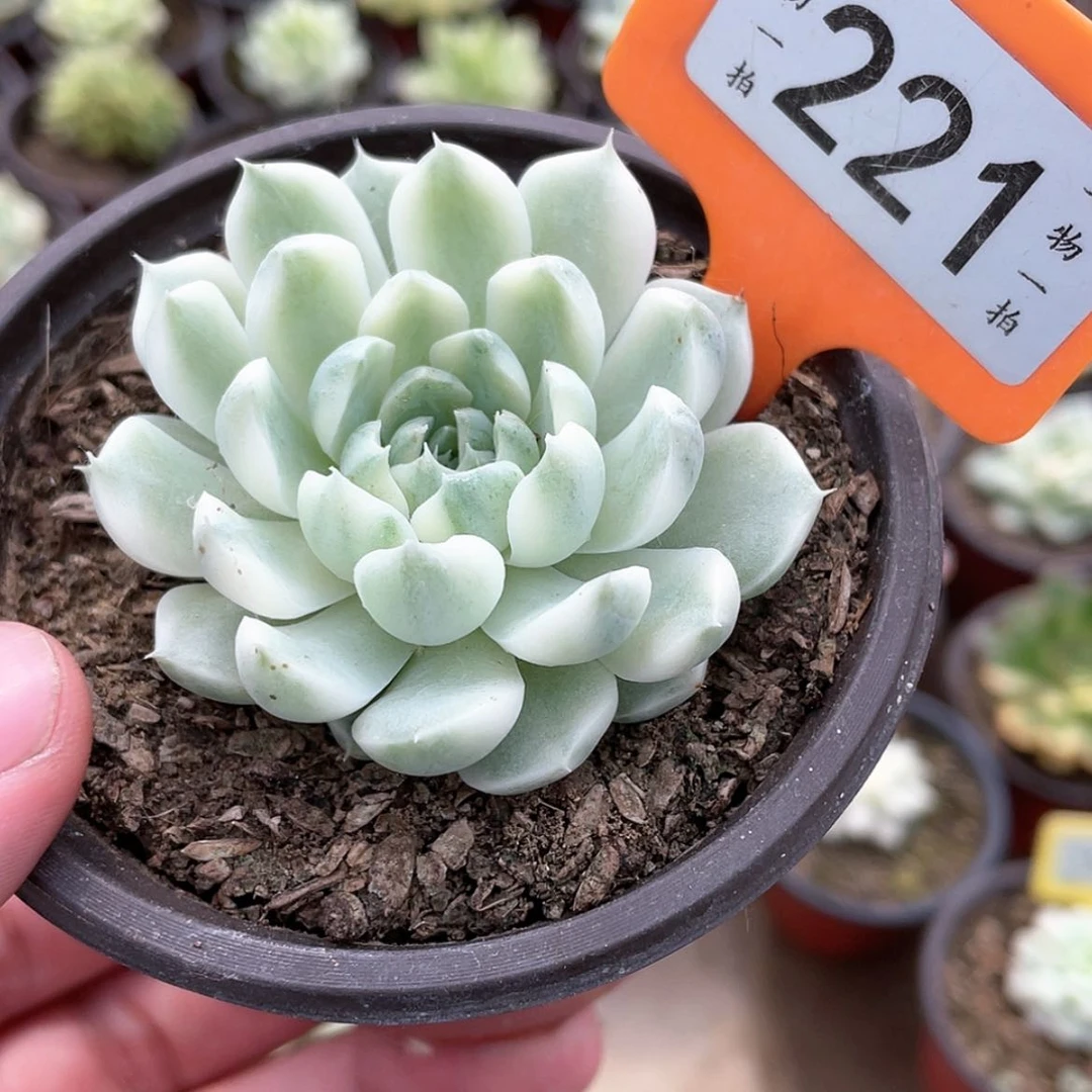 【闪购商品】无花朵221号