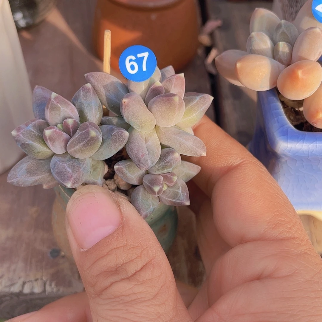 乌拉克拉 3.5盆 脱土发货