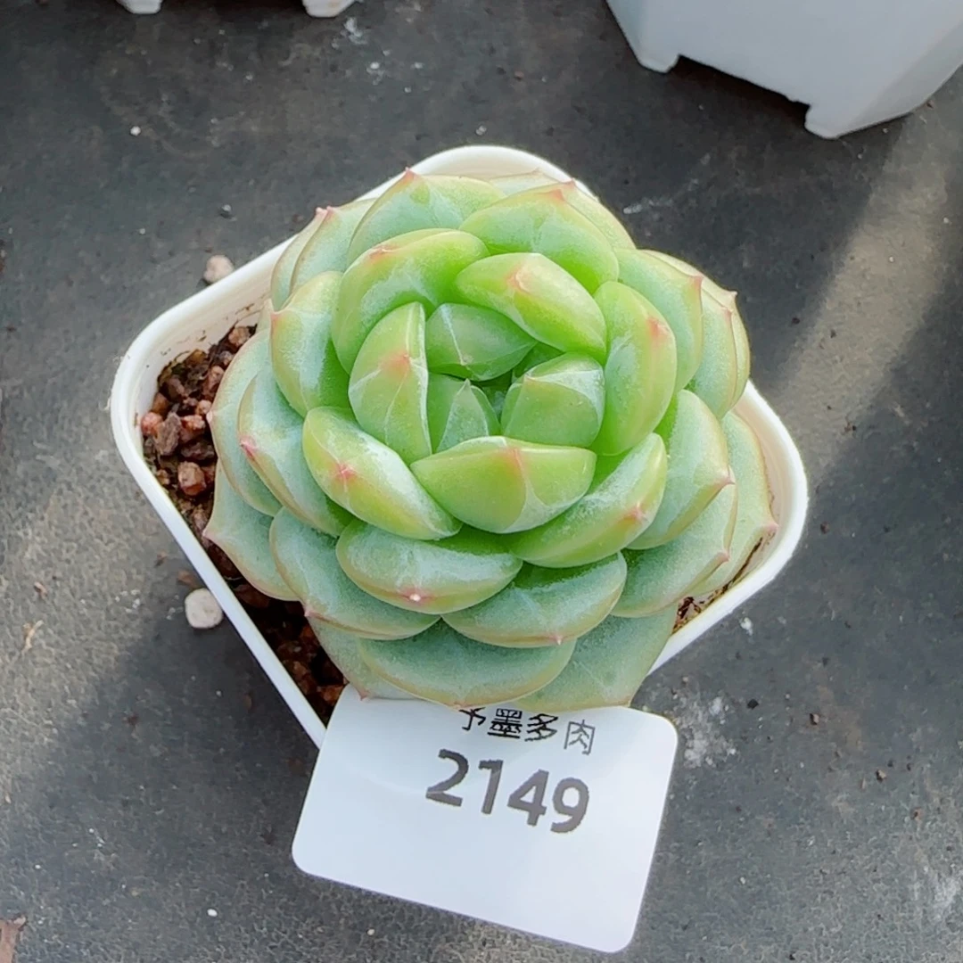 财富密码，2149多肉植物