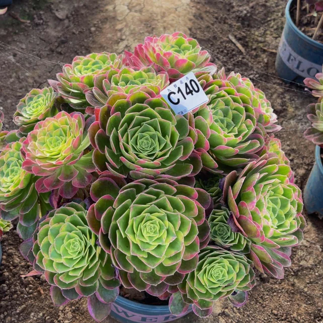 【闪购商品】潘***盒140水中月