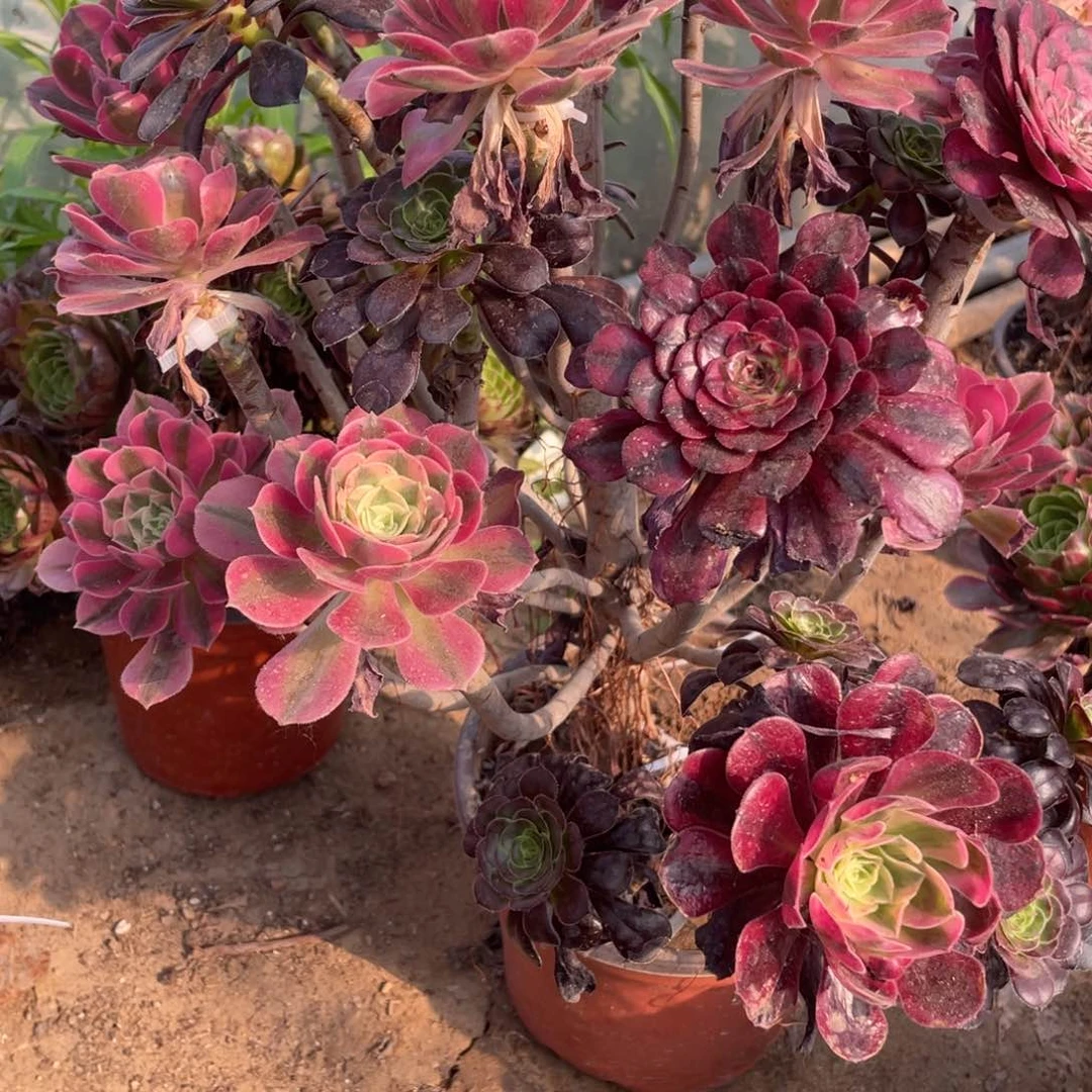 石*娃100000000000000000047