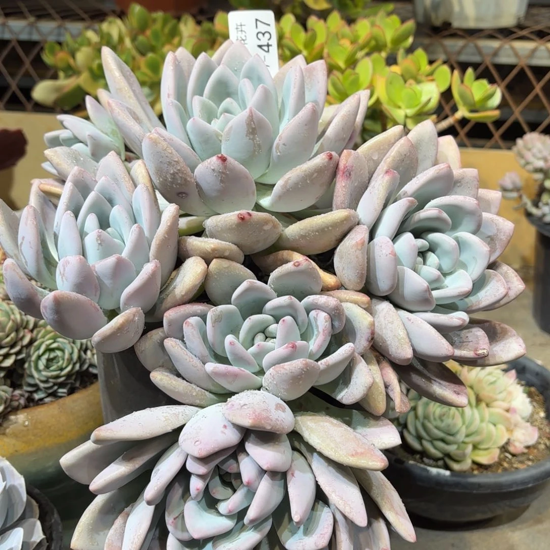 同温层多肉奥普437