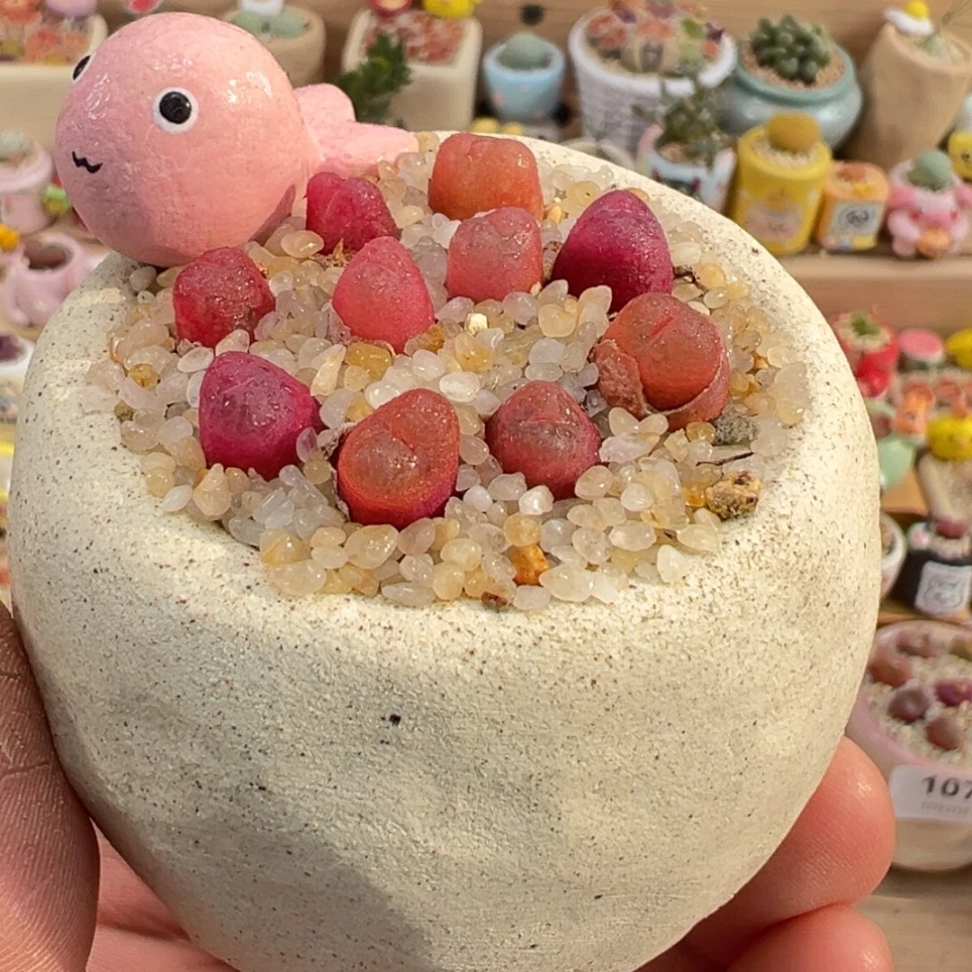 多肉植物1号毛汉尼带盆