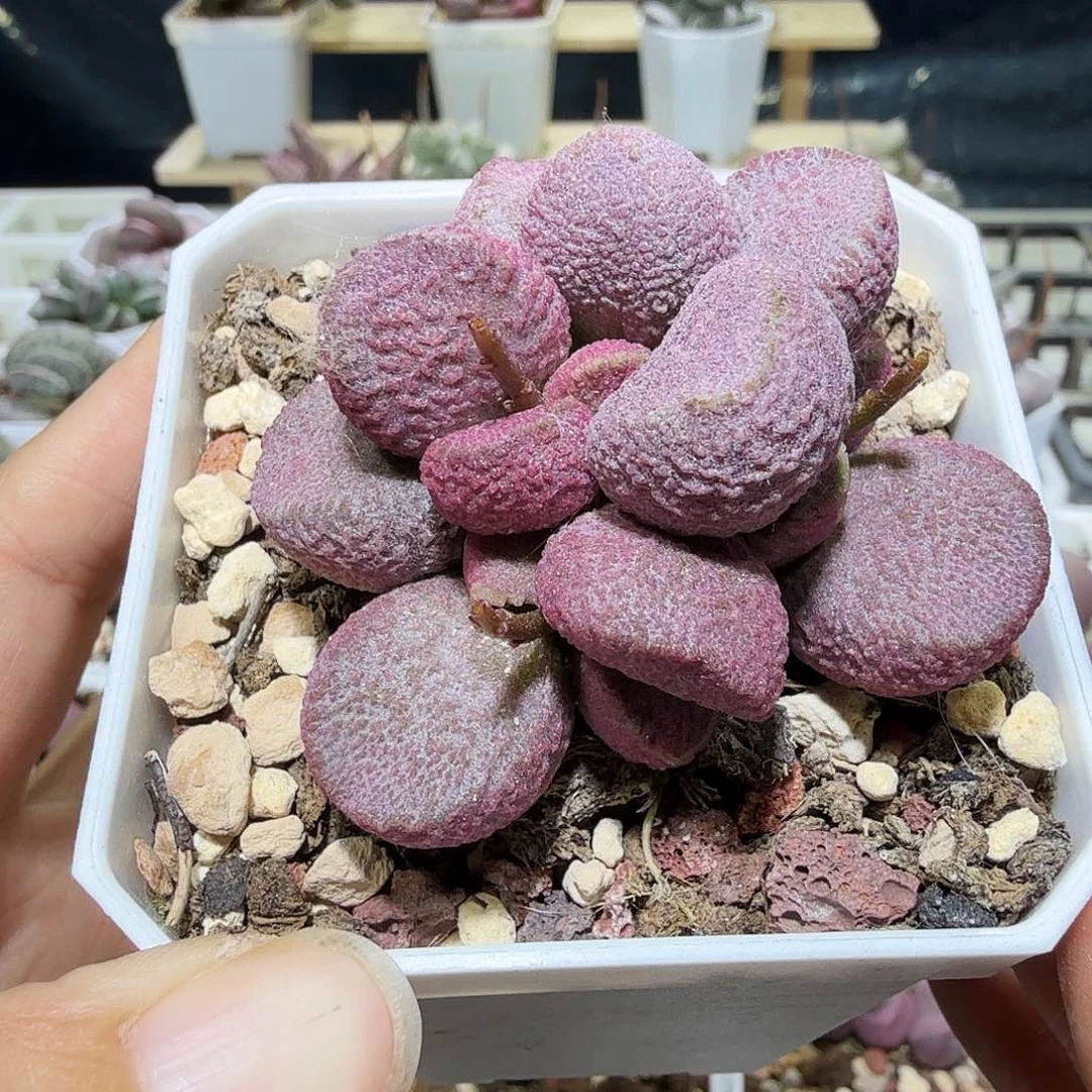 A****妹夏娃水泡多肉植物