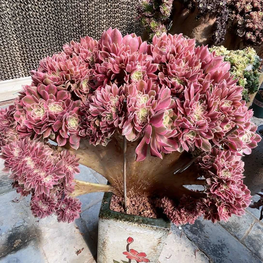 【闪购商品】全部花朵粉女巫