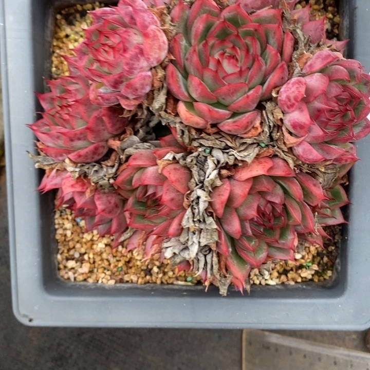 如***令441杂交老桩基地～14厘米