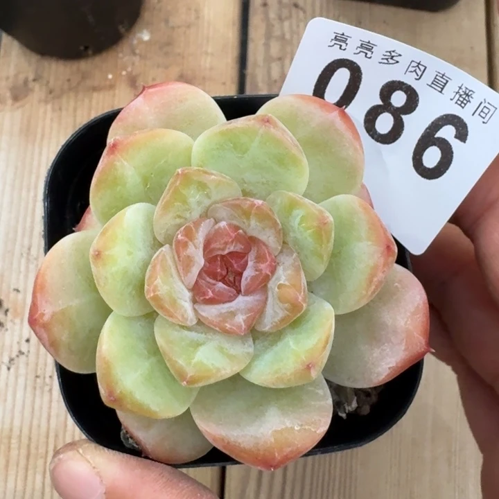 开播福利多肉植物