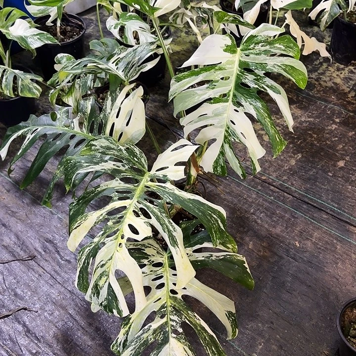 番***叔完全开放白龟龟背竹